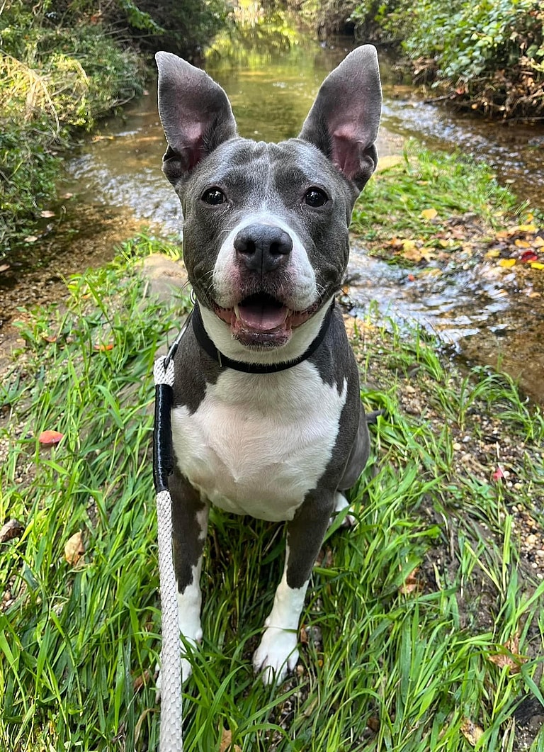 Dog Up for adoption: Adorable Cow-Spotted Dogs Lands In Shelter After Owner's Eviction Nightmare