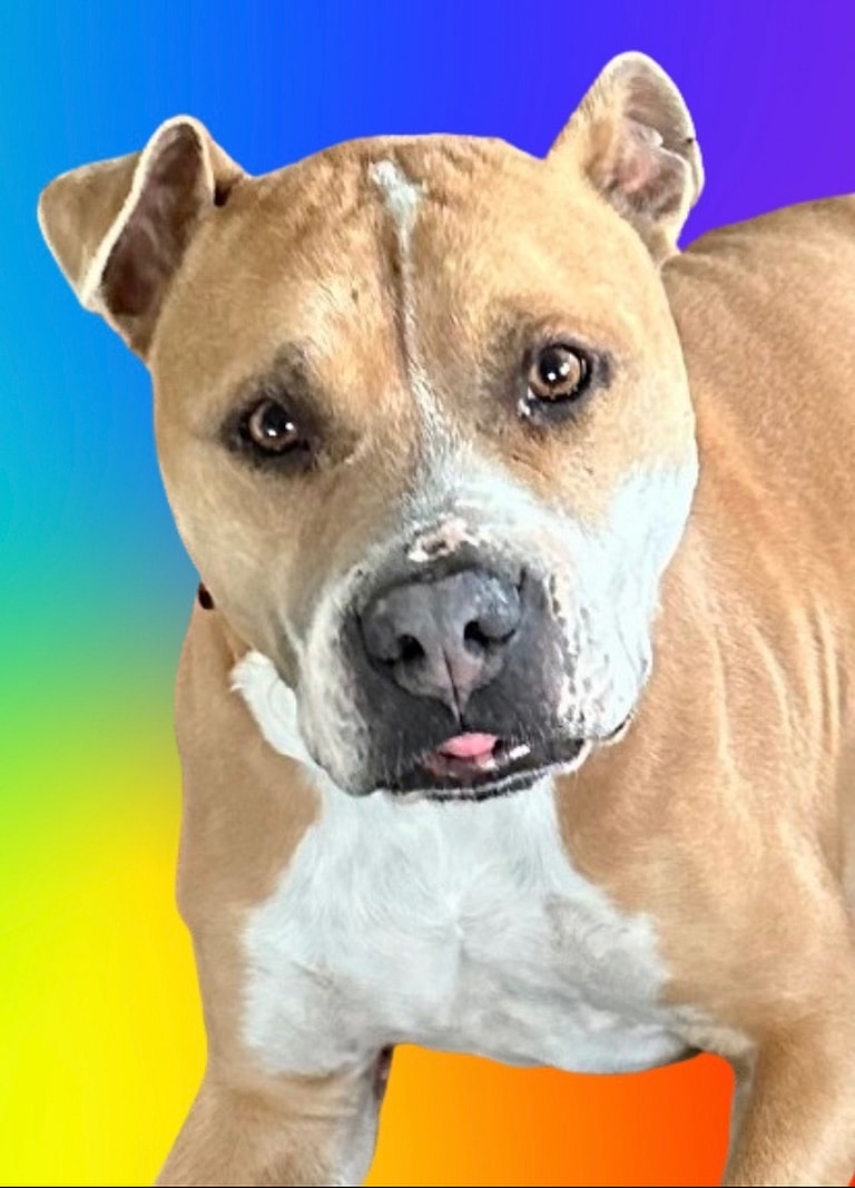 Dog up for adoption: Owner Set to Put Pitbull Down Before He Moved, Until Selfless Act of Kindness Changed Everything