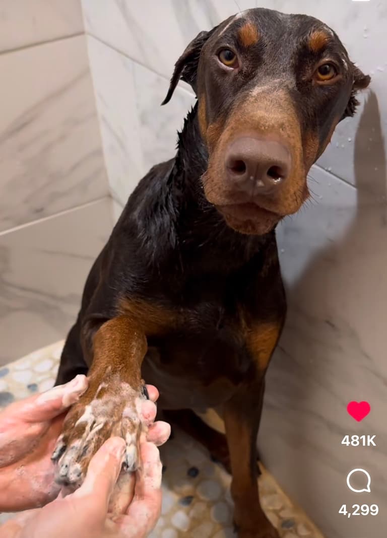 Dog Rescue: Shelter Dogs' Lives Transformed by Chance Encounter with Devoted Foster Family