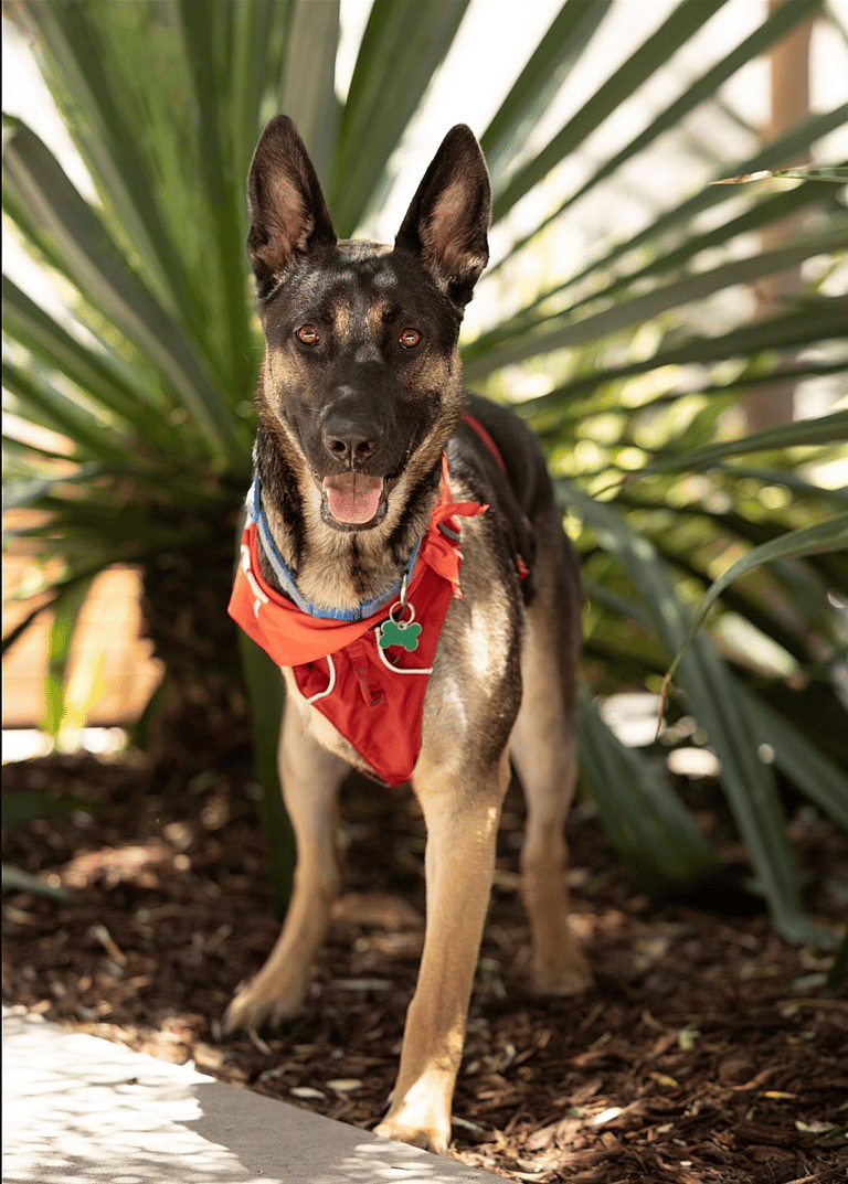coco - 3-legged german shepherd