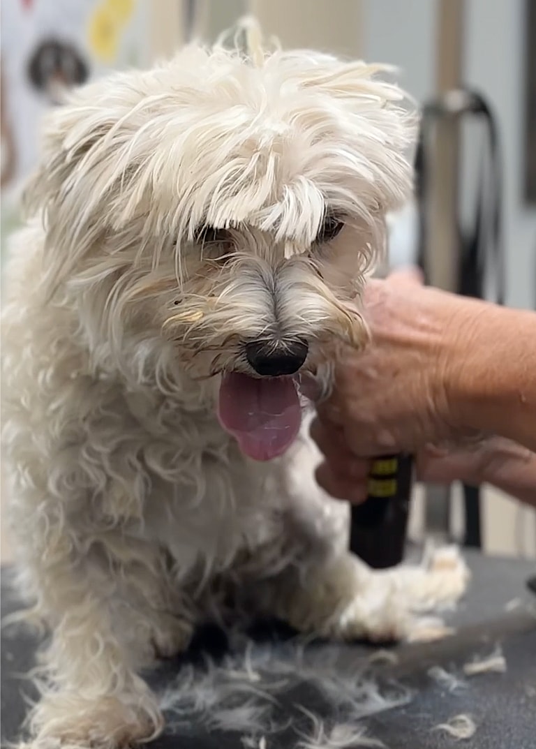 Dog Grooming: This Maltese Was Called a 'Hot Mess'—See Her Heartwarming Glow-Up!