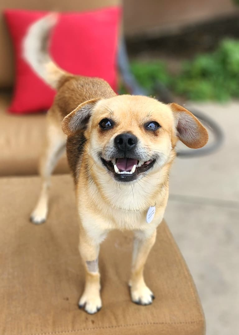 dog up for adoption: Innocent Pup Pays the Price as Housing Crisis Continues