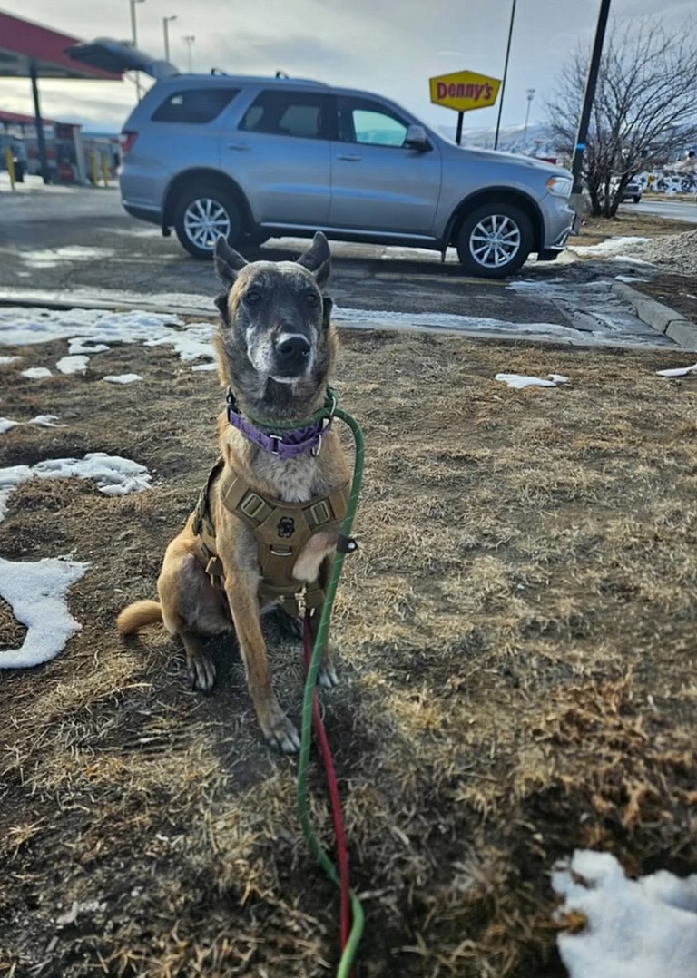Pregnant Dog Rescued from Backyard Abuse Births 9 Puppies, Now Seeks Forever Home