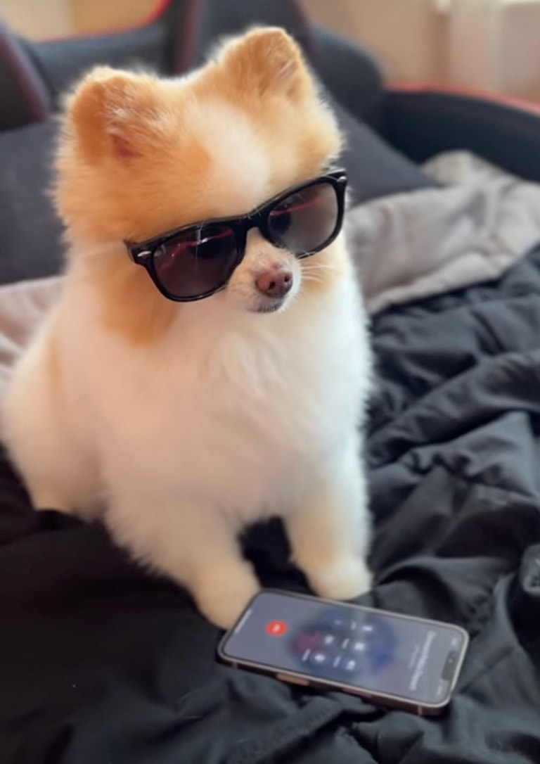 How a Viral Therapy Dog Brought Joy to a Cancer Patient's Final Weeks