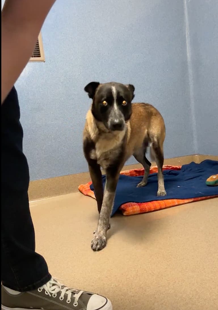 Belgian Malinois Found in Unlikely Place