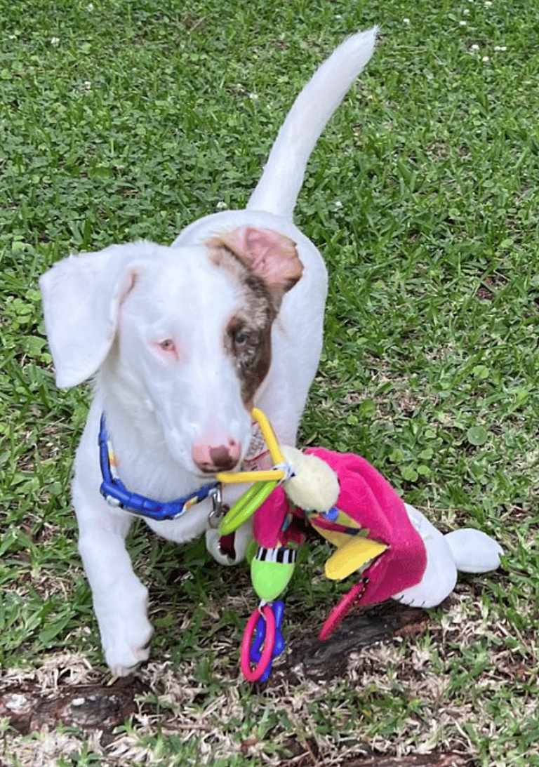 Gretchen - Dog's up for adoption