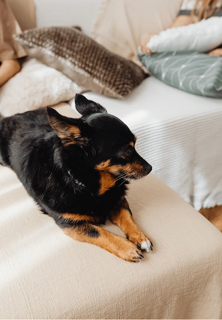 The Lancashire Heeler