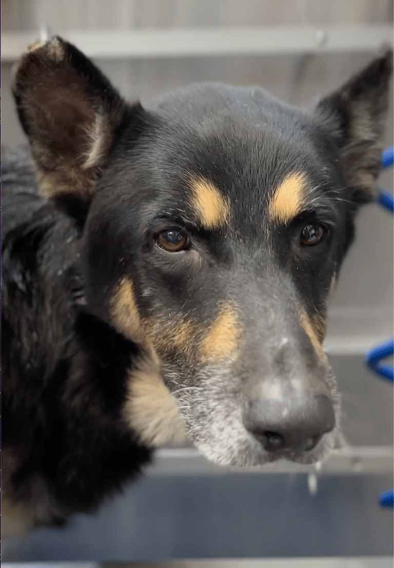 German shepherd transformation