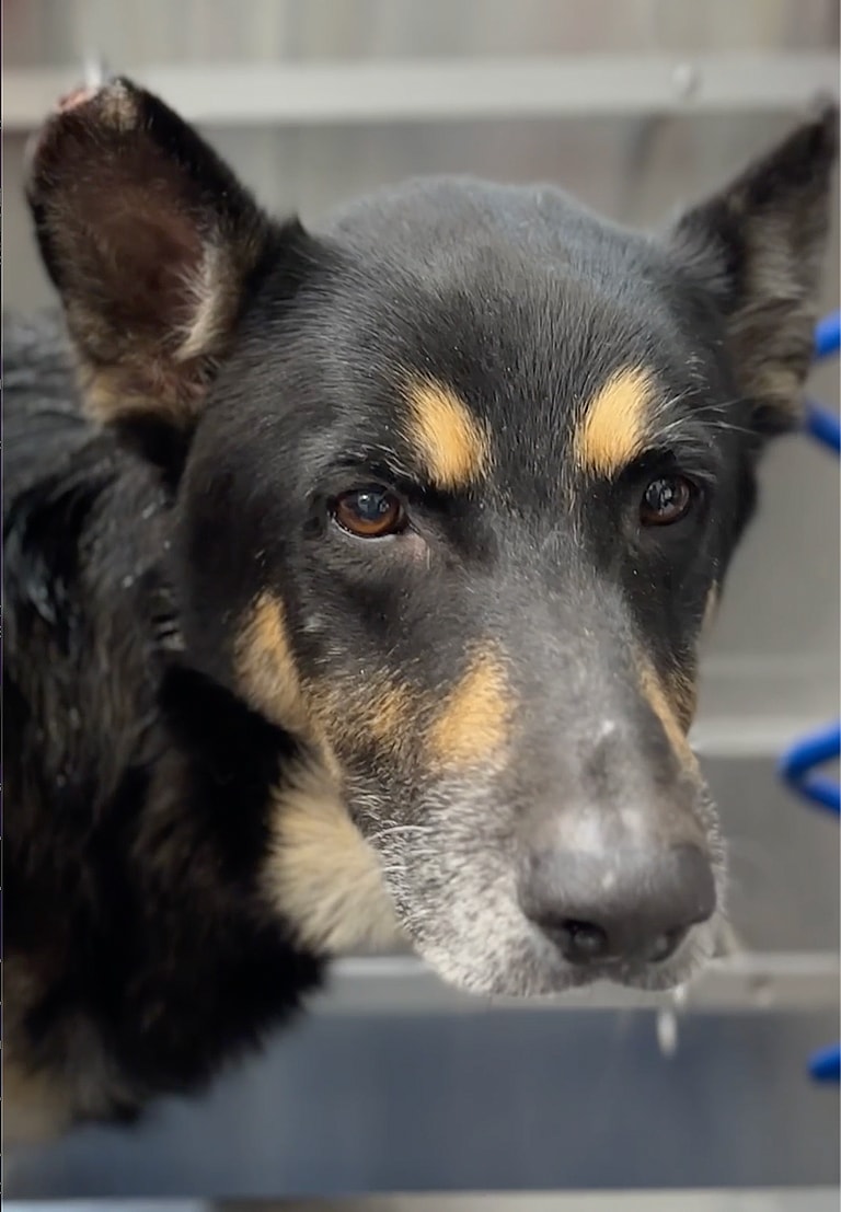 German shepherd transformation