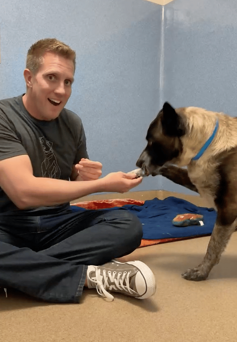 Belgian Malinois Found in Unlikely Place