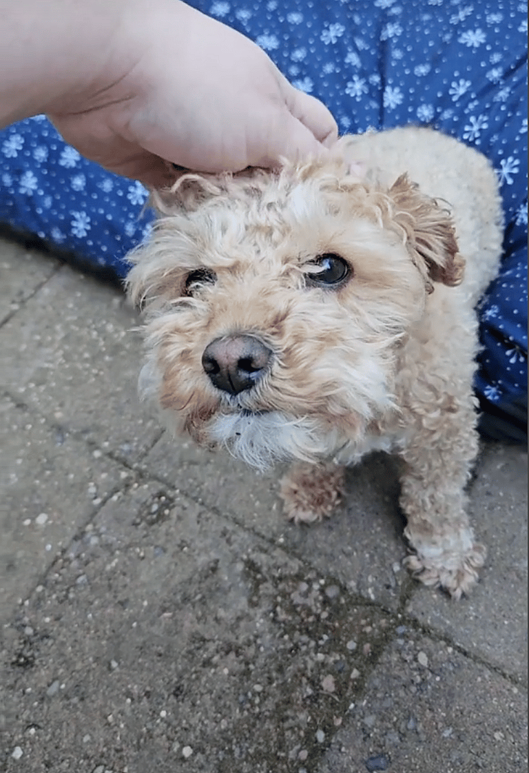 Tears as Newly-Adopted Poodle Still Sleeps in Dirt After 2 Years of Neglect