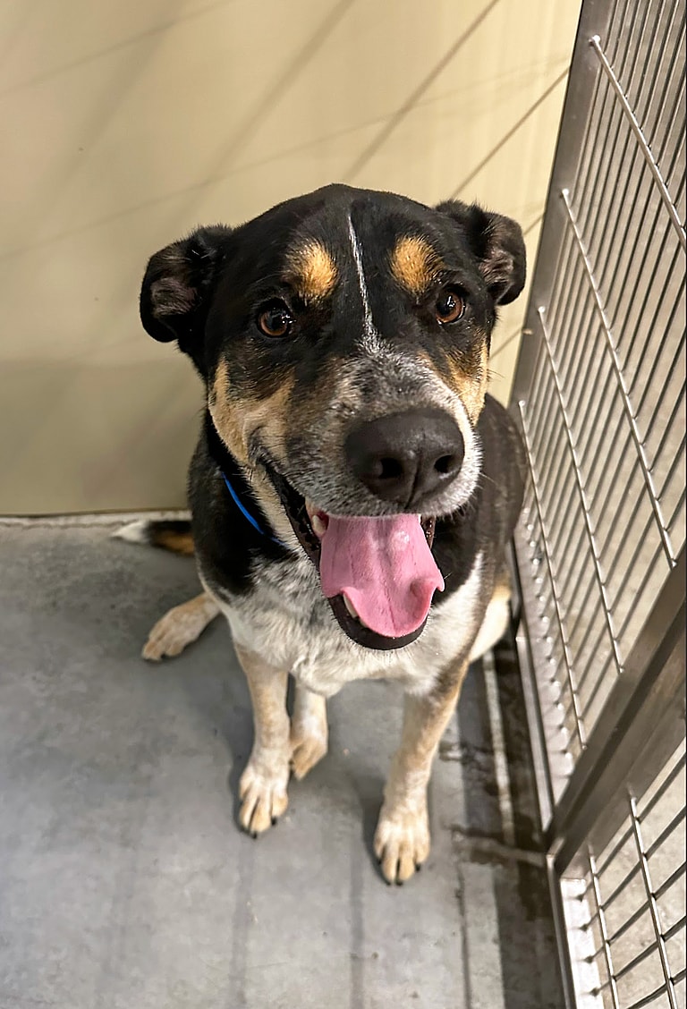 Dog up for adoption: Discarded Dog Hopes for Storybook Ending Like "Arthur the King"