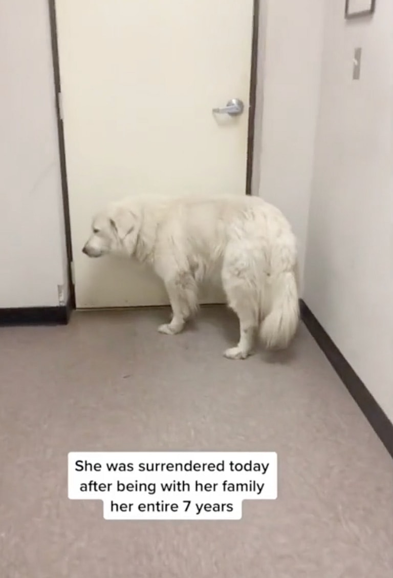 Heartbreak as Majestic Dog Waits Endlessly for Family at Shelter Door After Being Surrendered