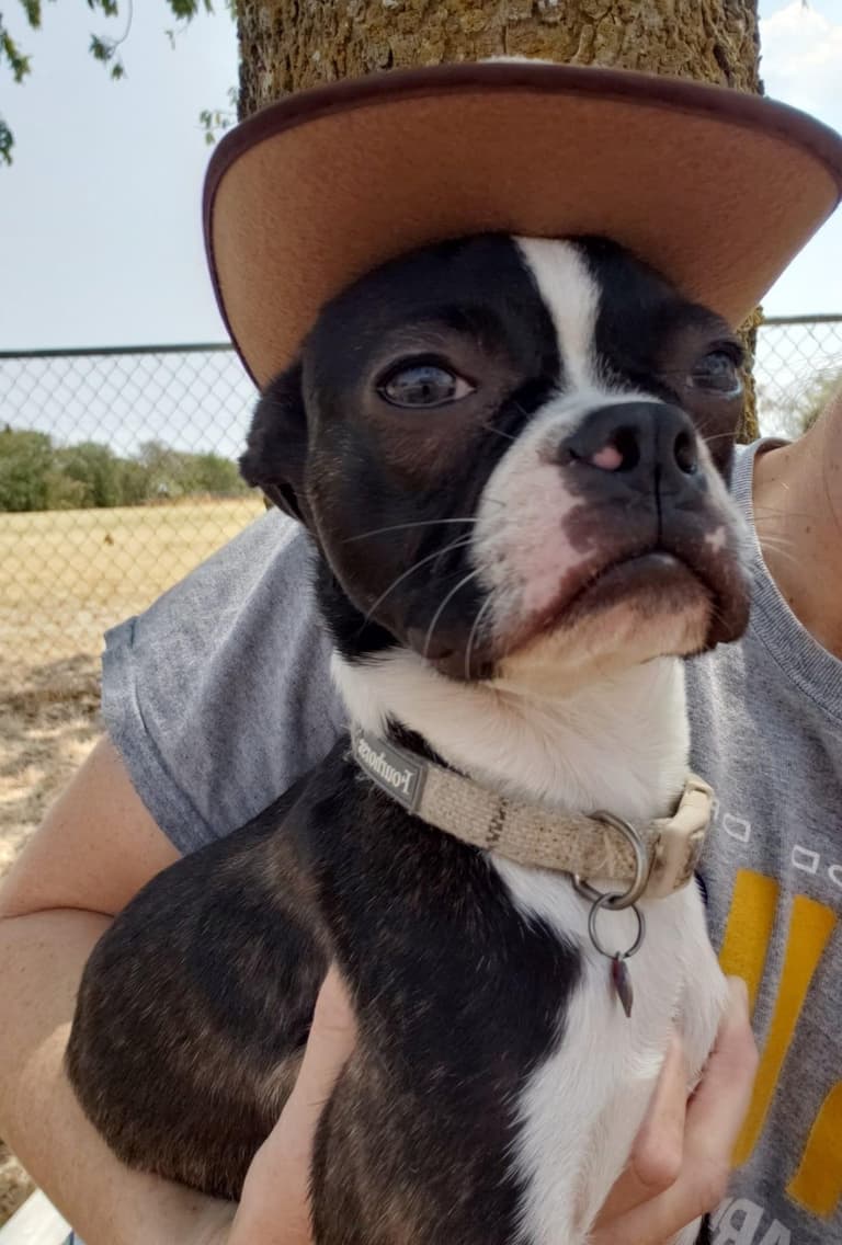 Boston Terrier Defied The Odds To Regain His Zest For Life