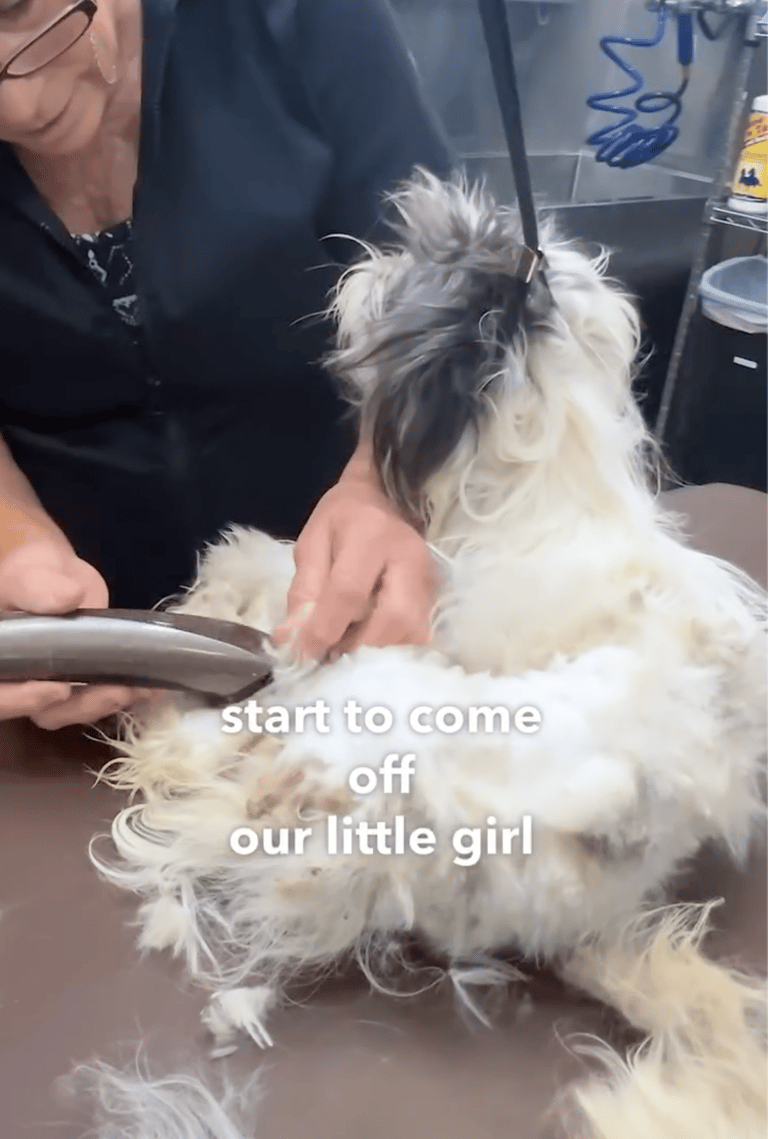 Her Matting Was So Severe, Vets Struggled to See if She Was Spayed - Then Came the Makeover!