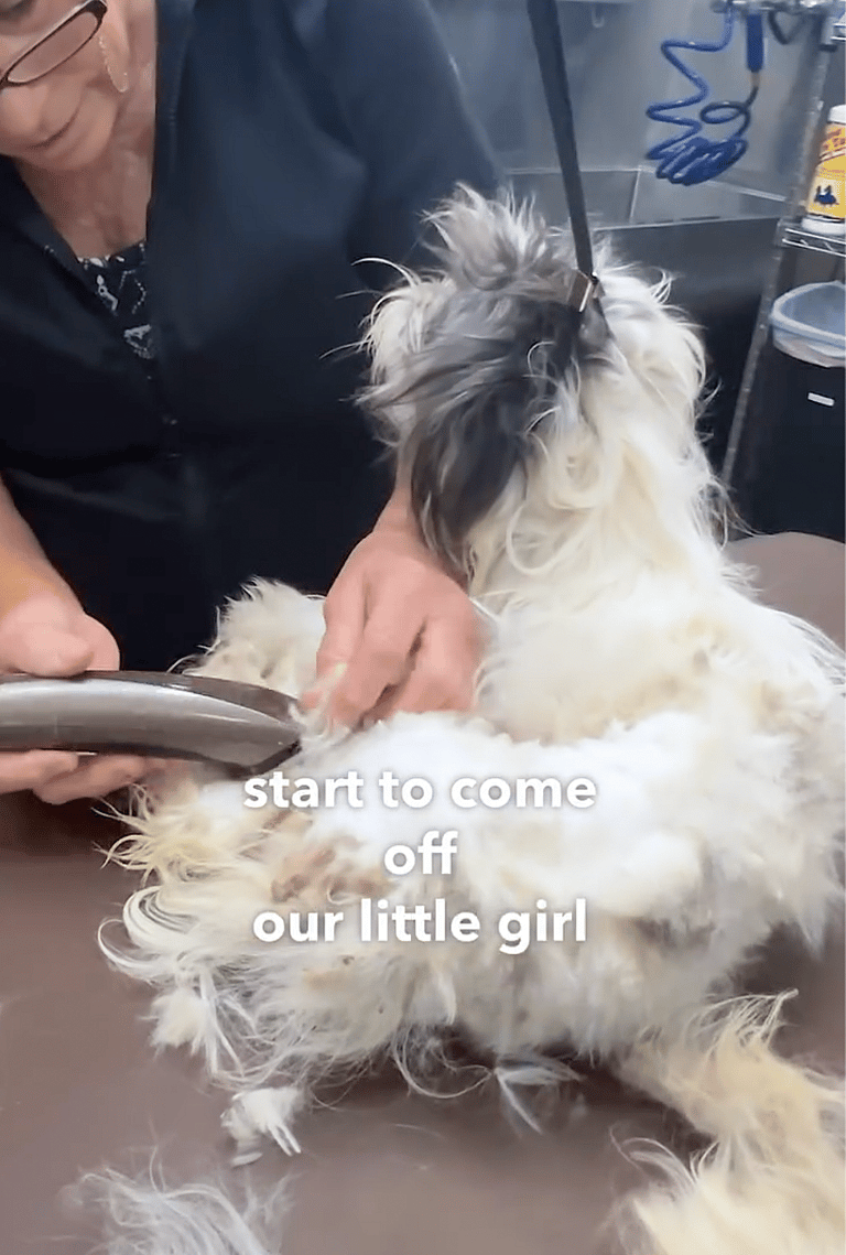 Her Matting Was So Severe, Vets Struggled to See if She Was Spayed - Then Came the Makeover!