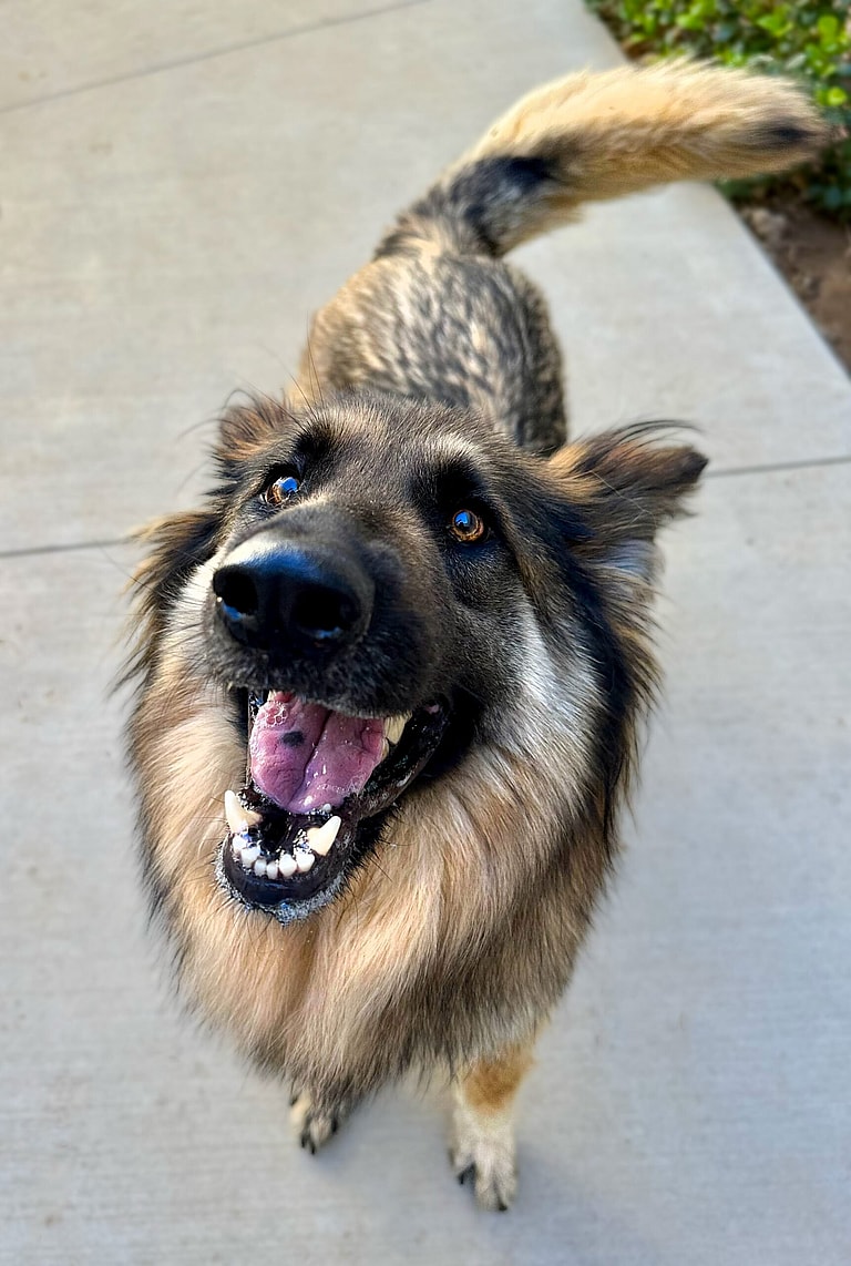 Rare Breed - Fluffy Shelter Dog