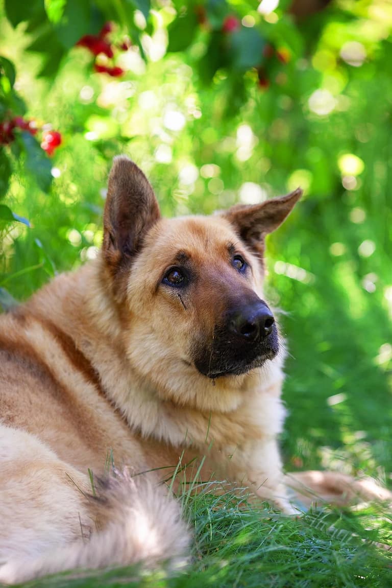 German Shepherd Beaten in Divorce Drama Still Searching for Home After 2 Years