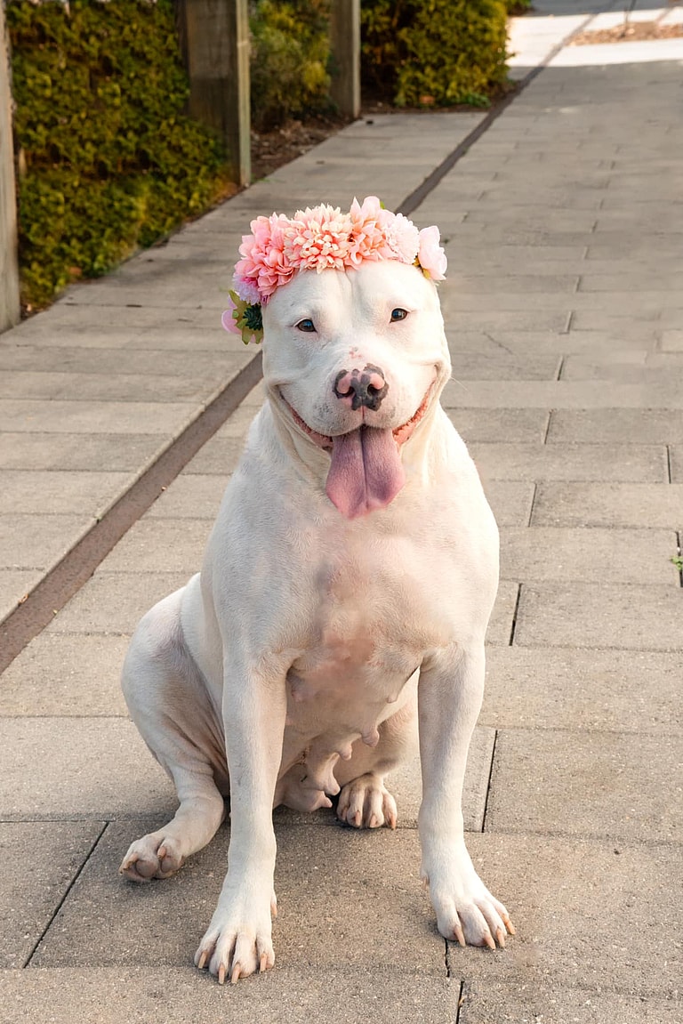 Dog Transformation: Abused Dog's Walmart Nightmare Turns Into Fairy Tale Ending with Forever Home