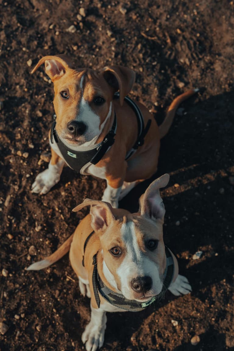 Bonded Pair of Dogs