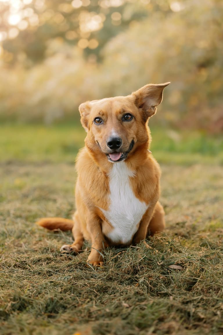Dog portrait