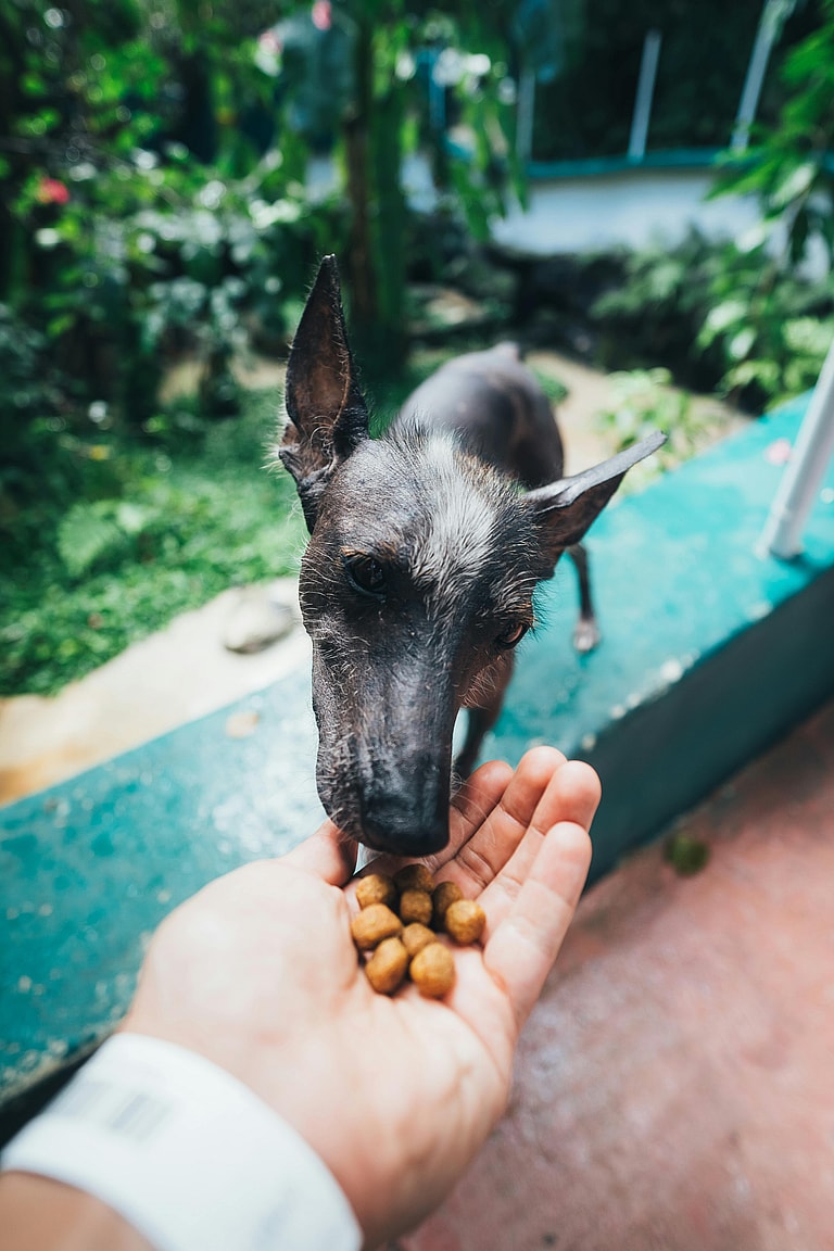 Emaciated Dog Tries Roast Chicken for the 1st Time – Watch the Heartwarming Moment!