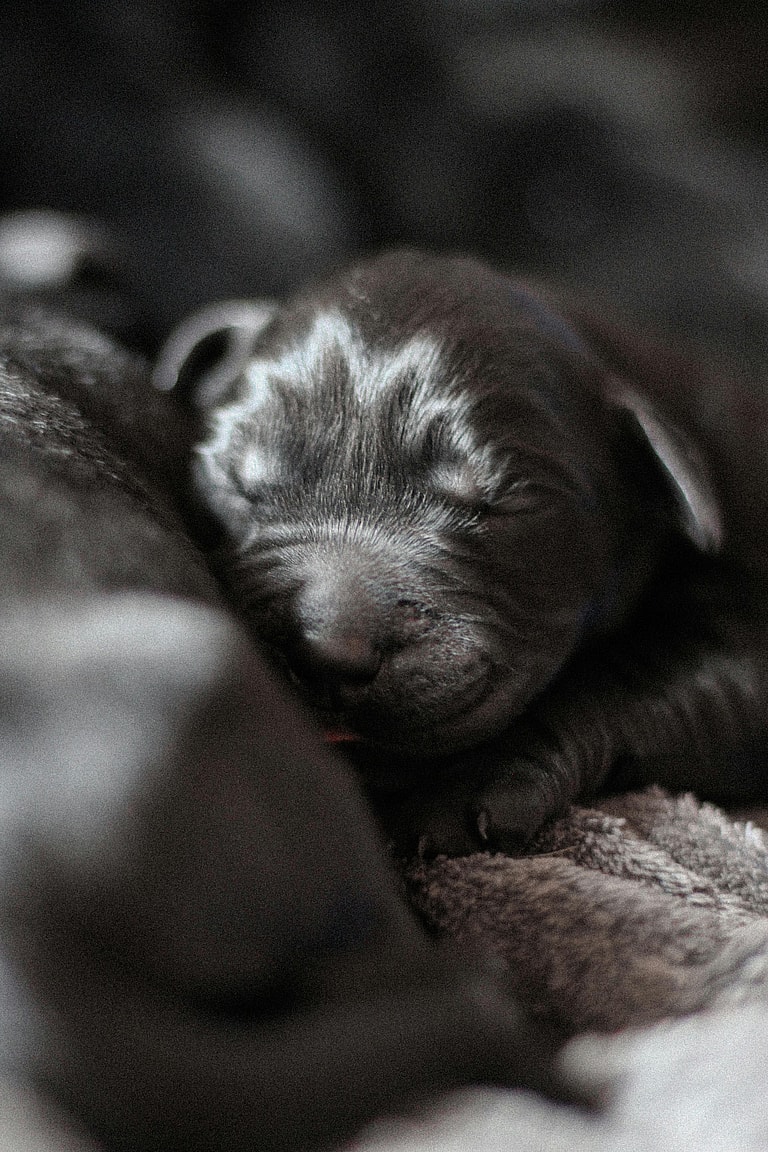 Little Newborn Puppy Couldn't Stop Crying — What is The Silent Killer Causing Her Pain?