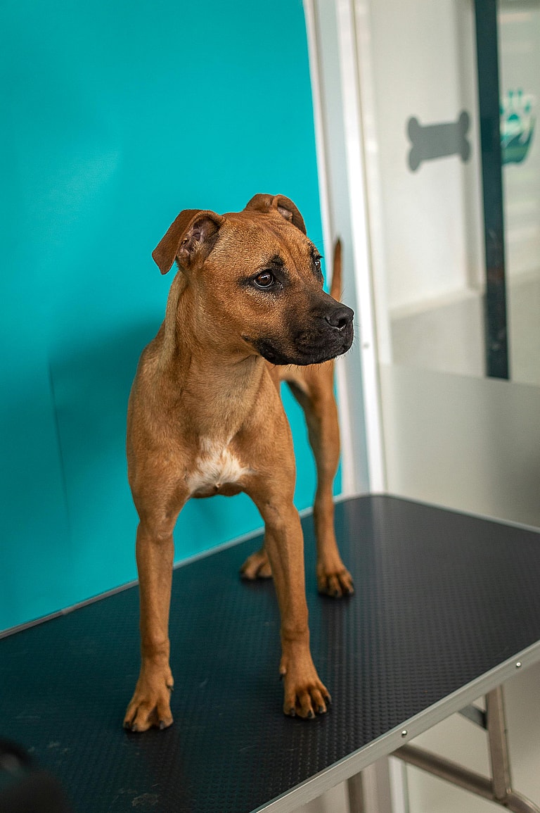 Hero Dog Saved Many Lives with Her Blood Donations—Now She Needs a Family to Save HER!