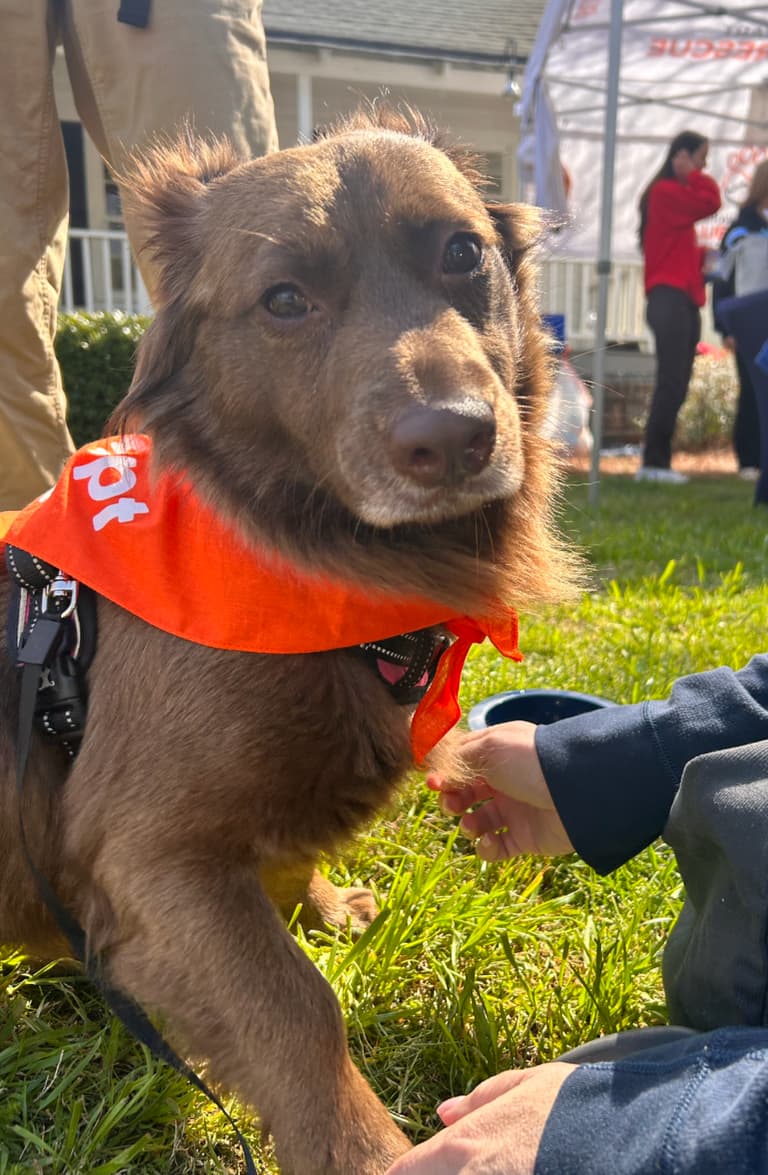 Survivor of Severe Neglect, Courageous Pup Now on Quest for Loving Home