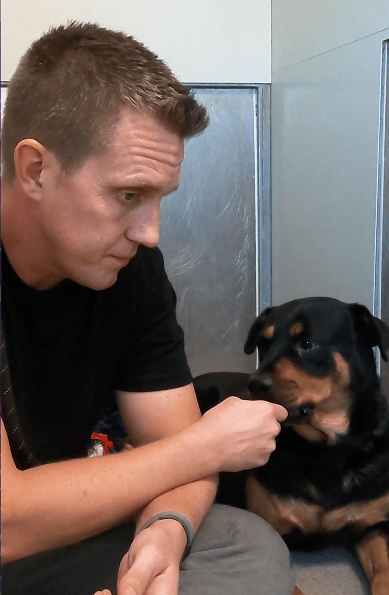 Shelter Rottweiler