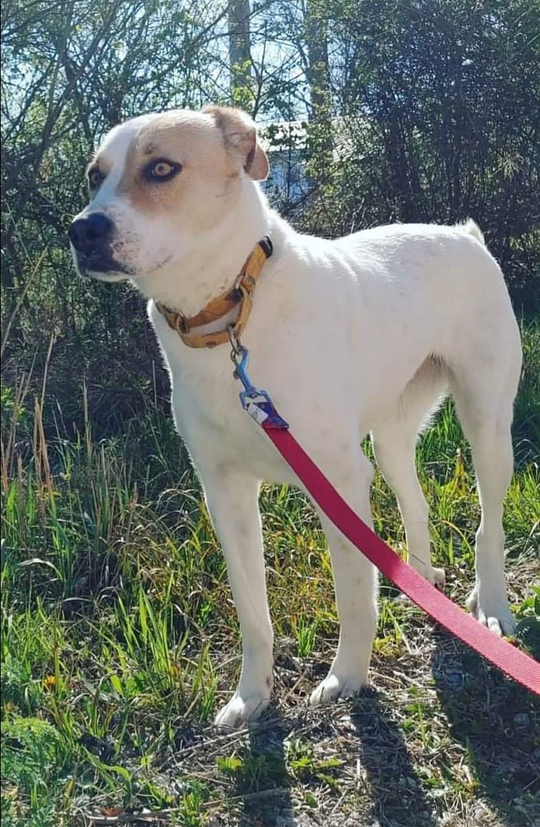 Sage - the Dog abandoned Below Freezing Temps
