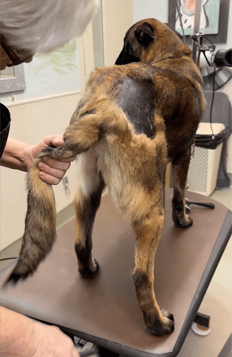 Groomer's Love Helps Abandoned Belgian Malinois Shed His Anxiety and Fur Loss Issues