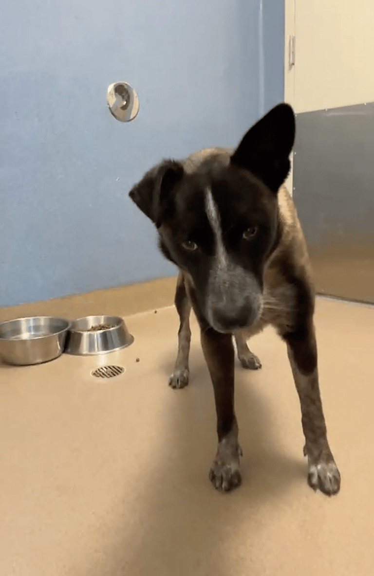 Belgian Malinois Found in Unlikely Place