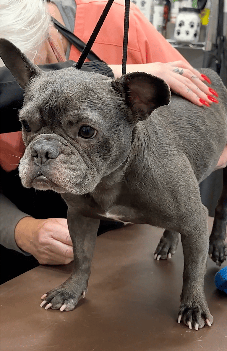 Dog Grooming: Injured French Bulldog Dumped in Night Drop Finds Hope and Healing with Shelter Heroes