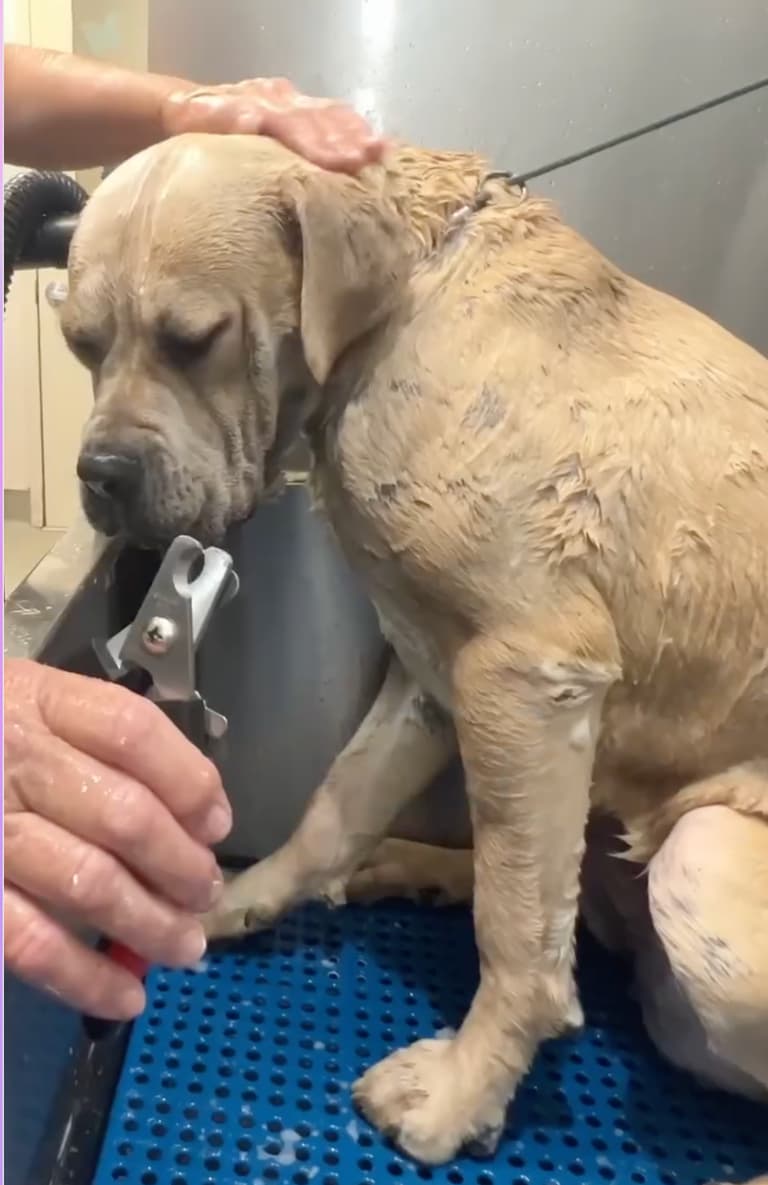 This 2-Year-Old Mastiff Had Never Been Groomed - What Happened Next Is Amazing!