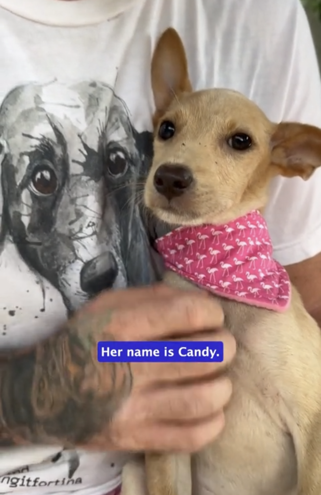 Joyful Relief as Skinny Three-Legged Puppy Living in Jungle Finds Hope & Healing