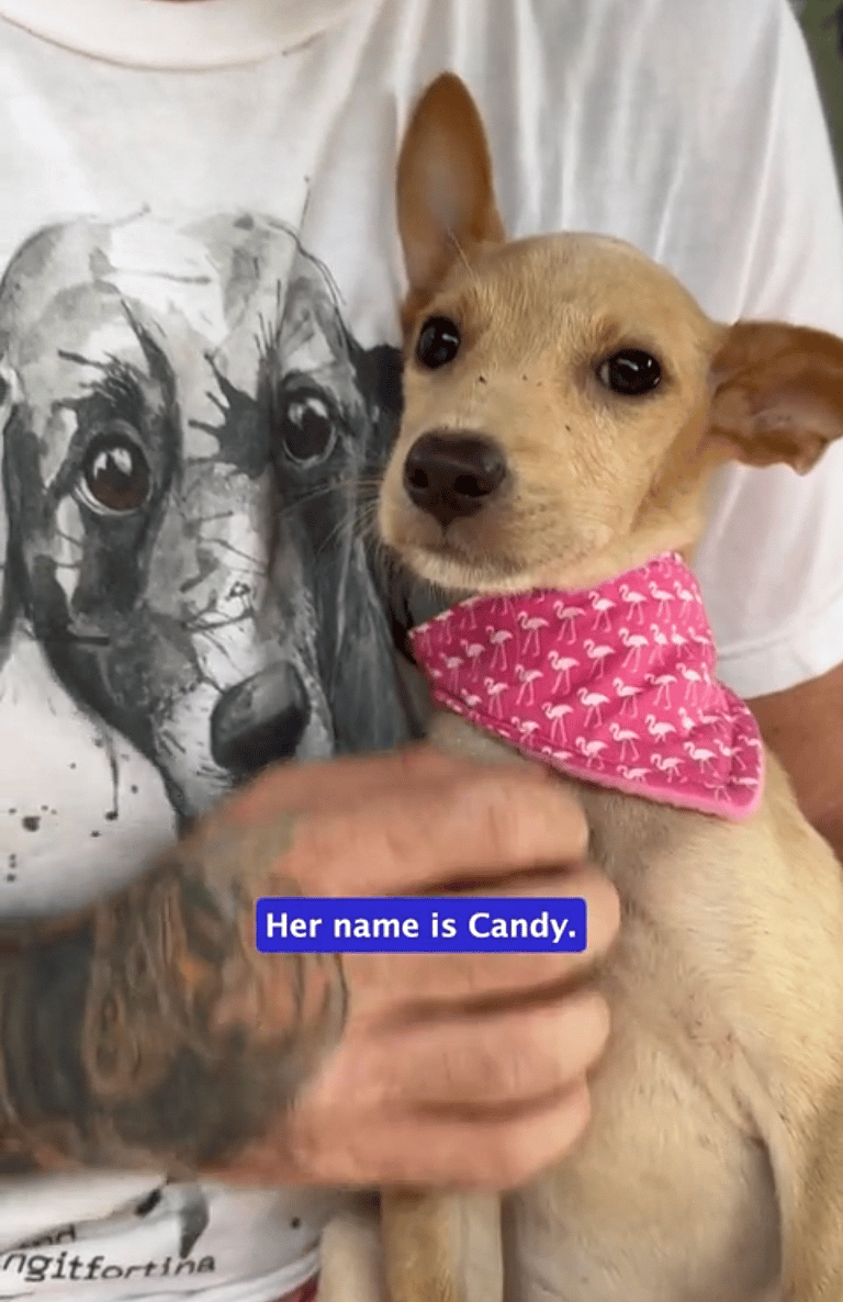 Joyful Relief as Skinny Three-Legged Puppy Living in Jungle Finds Hope & Healing