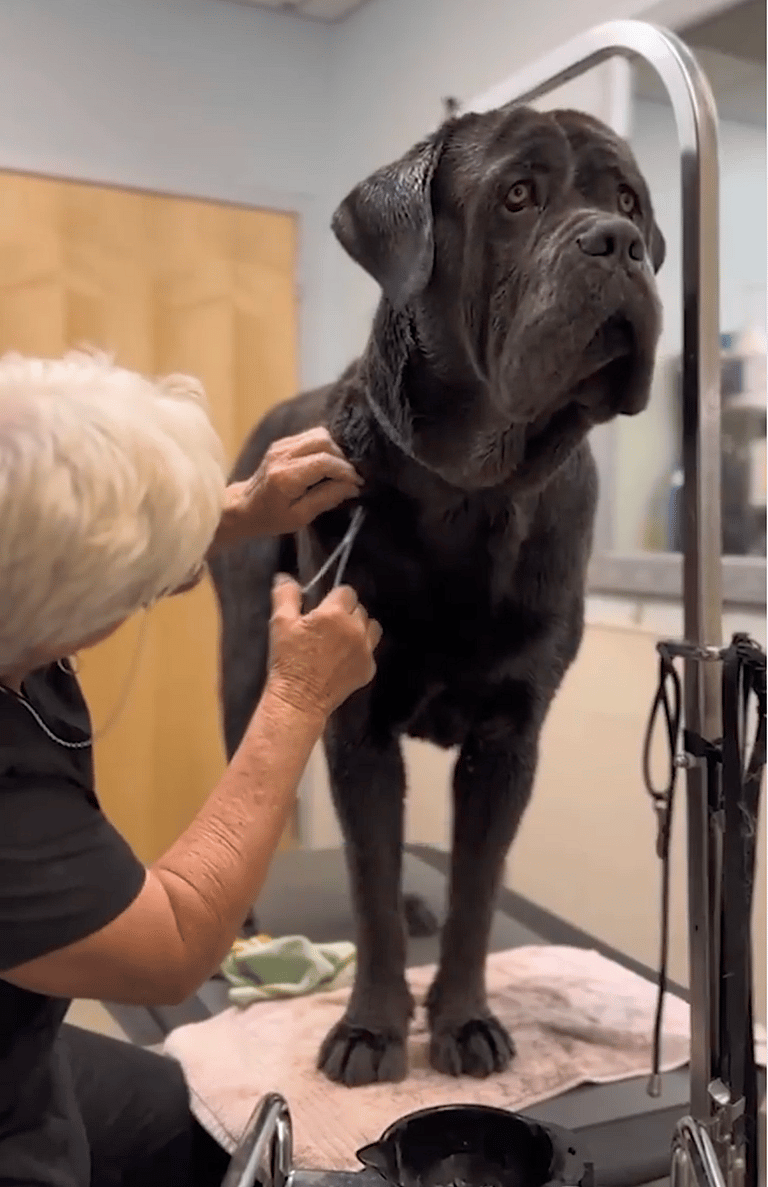 shelter dog makeover-grooming