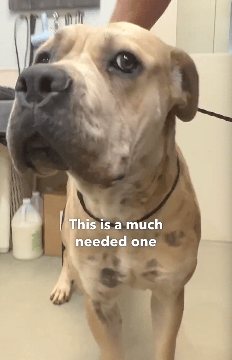 This 2-Year-Old Mastiff Had Never Been Groomed - What Happened Next Is Amazing!