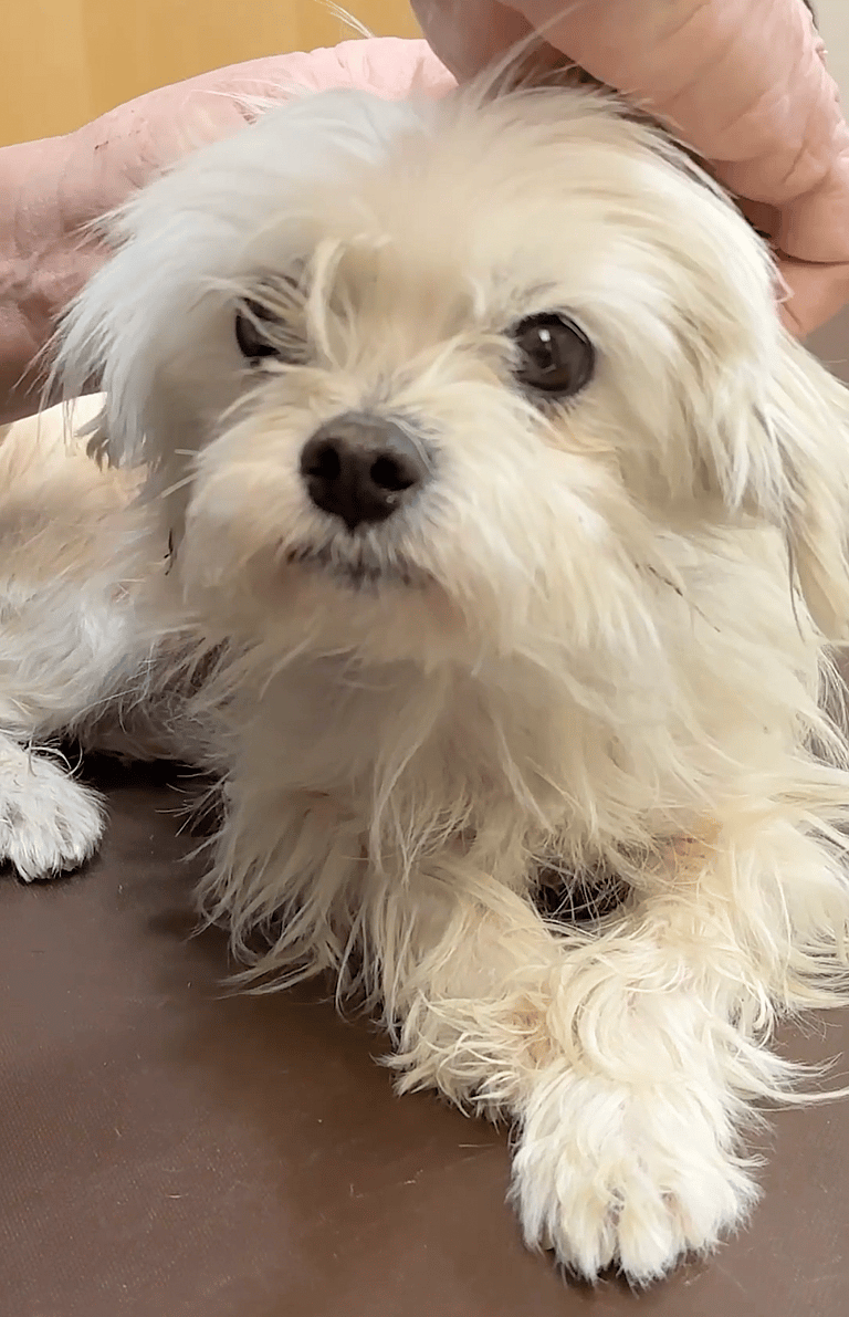 Dog makeover: Keanu's Comeback: How a 'Cool Breeze' Blowed Away the Gloom of Shelter Life!