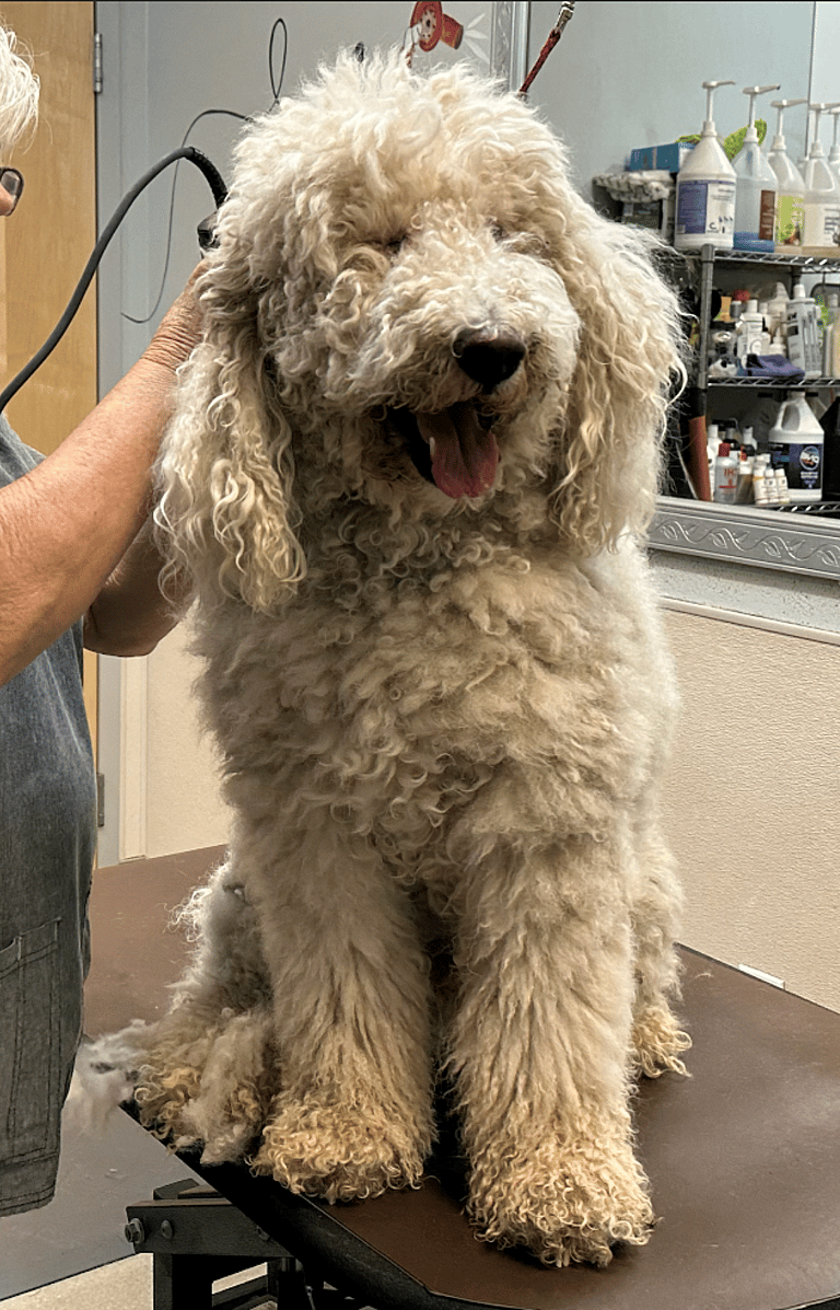 sitting with dogs Roofo