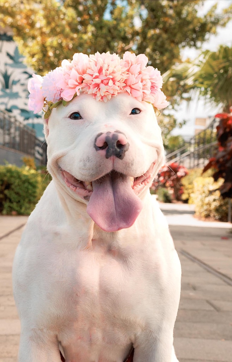 Dog Transformation: Abused Dog's Walmart Nightmare Turns Into Fairy Tale Ending with Forever Home