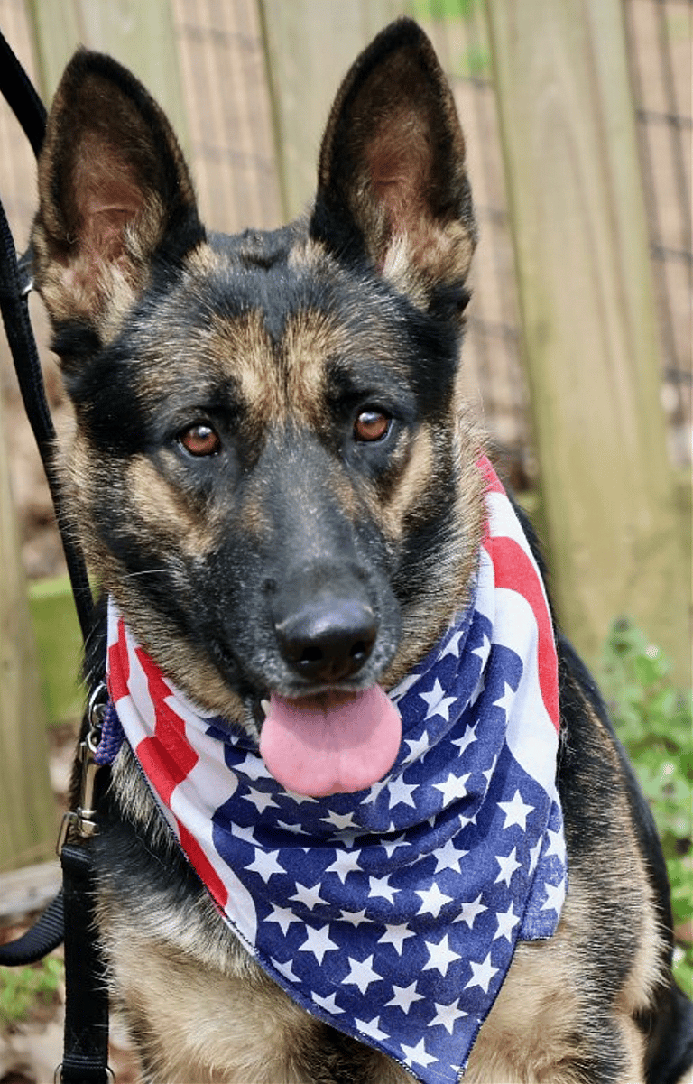 Abandoned Days Before Birth, Mama Dog Watches Puppies Get Adopted — Now Awaits Her Turn