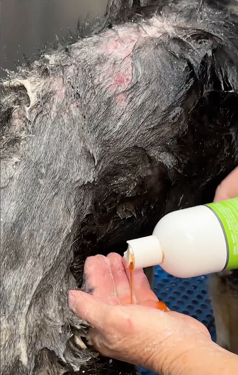 German shepherd transformation