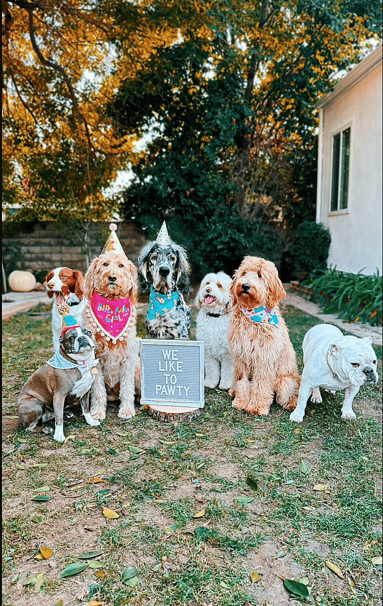 Dog Epic Birthday Bash: Labradoodle's Birthday Cake Lasts Seconds Before It's Wolfed Down in Epic Pawty