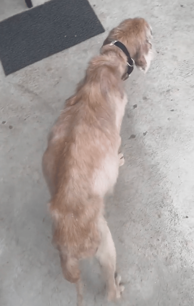 Chained Up Golden Retriever Finally Experiences True Love - For Her Final 6 Glorious Months