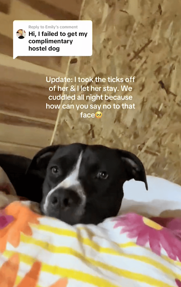 Woman Returns to Hotel to Find Stray Mama Dog Napping in Her Bed - What Happens Next Will Melt Your Heart