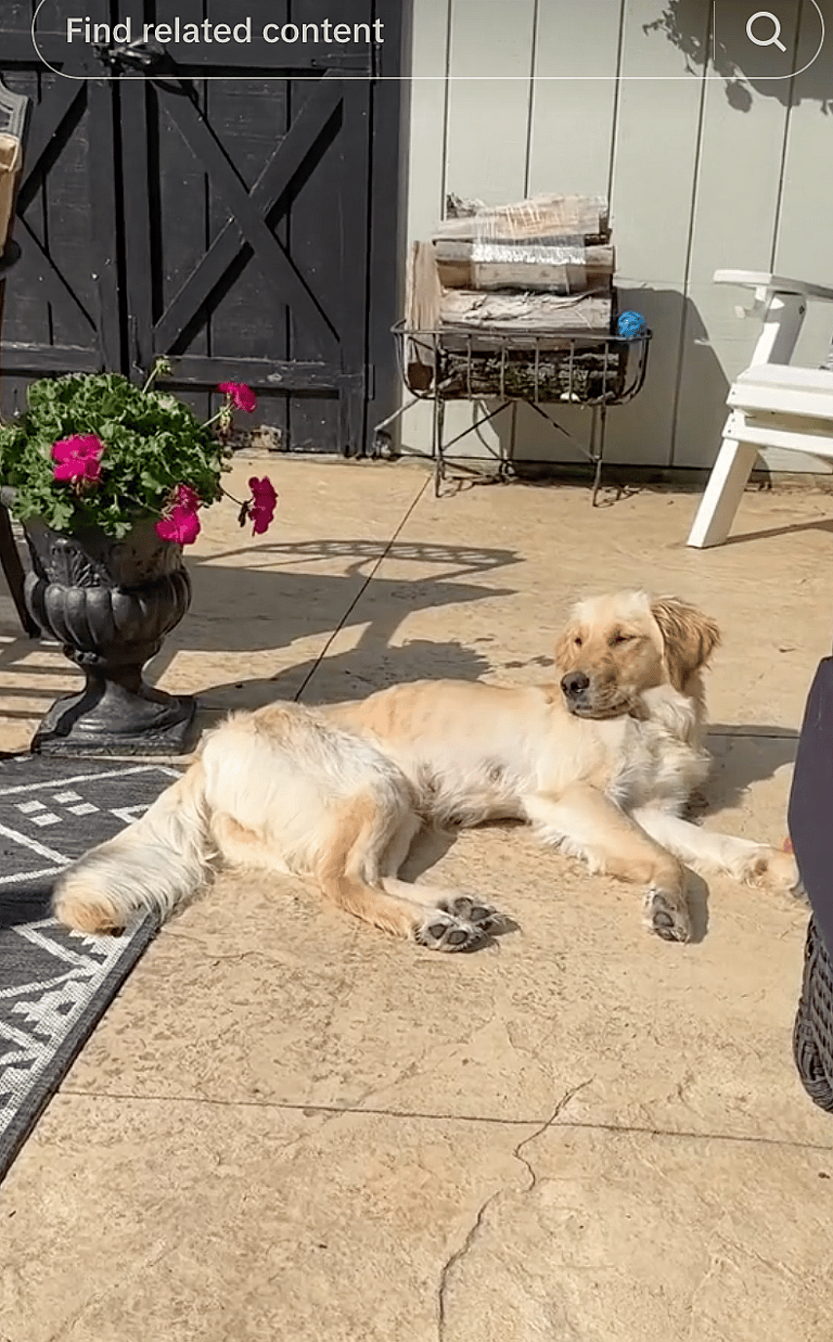 Crazy Drama Ensues After Women Rescue Injured Golden Retriever Who Had Just Given Birth