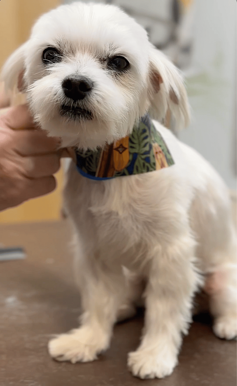 Dog makeover: Keanu's Comeback: How a 'Cool Breeze' Blowed Away the Gloom of Shelter Life!