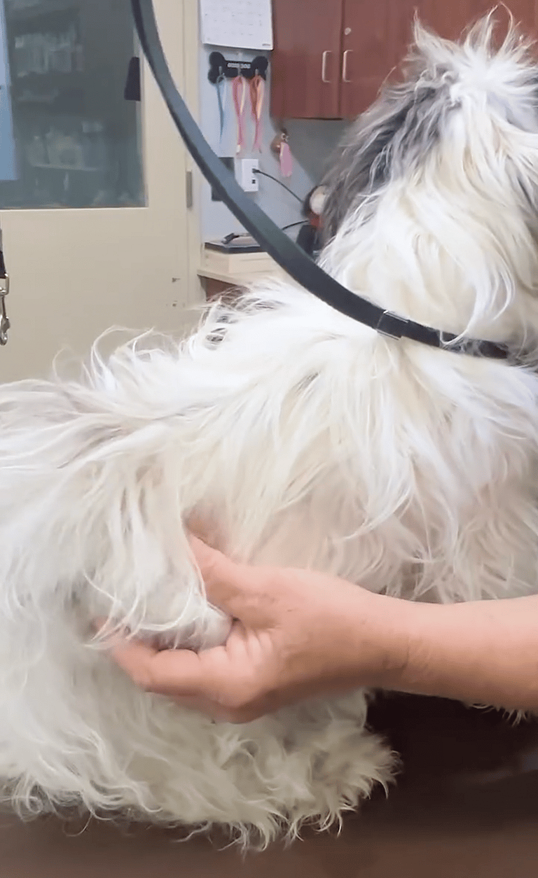 Her Matting Was So Severe, Vets Struggled to See if She Was Spayed - Then Came the Makeover!